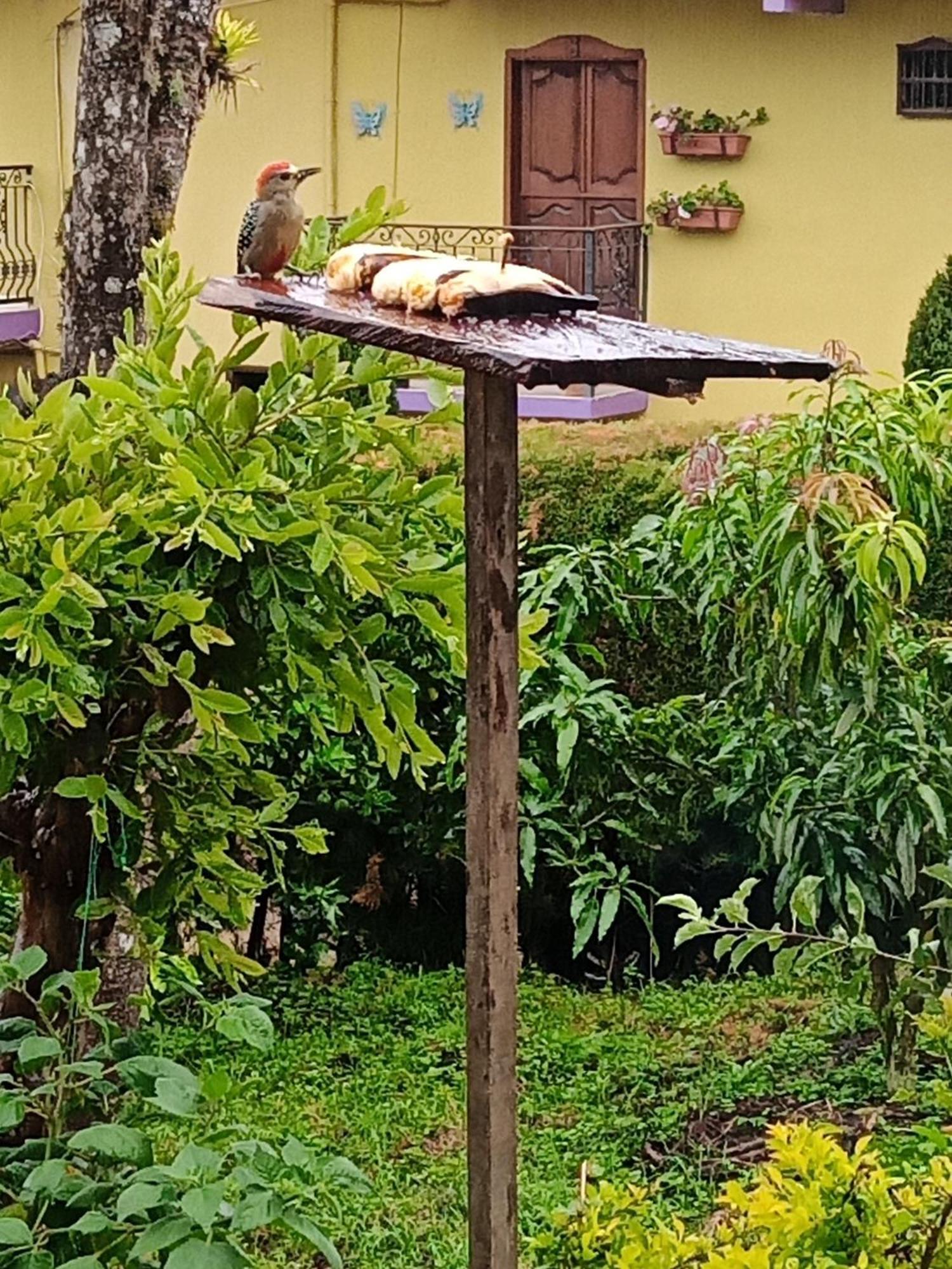 Bird House - Apartament Apartment Jardin Exterior photo